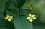 Fringed loosestrife